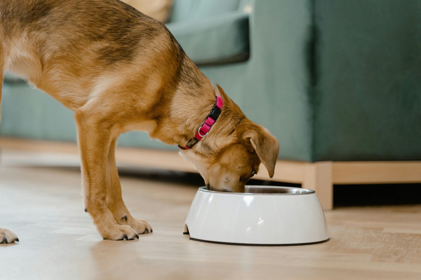 Pet Food Release