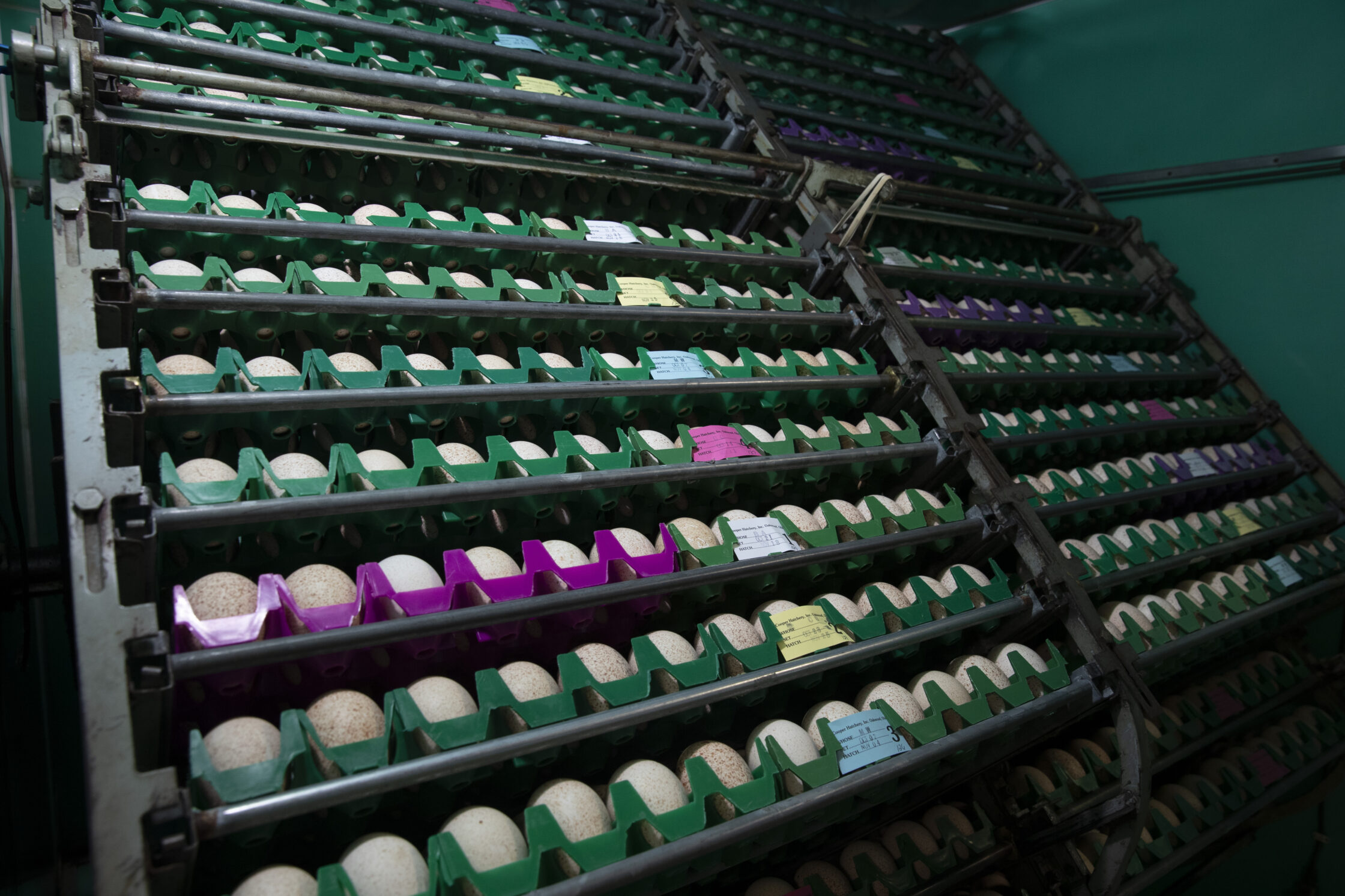 Hatchery