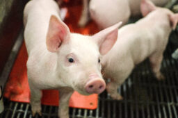 Piglets jpg