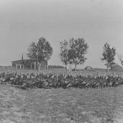 First turkey flock 1938