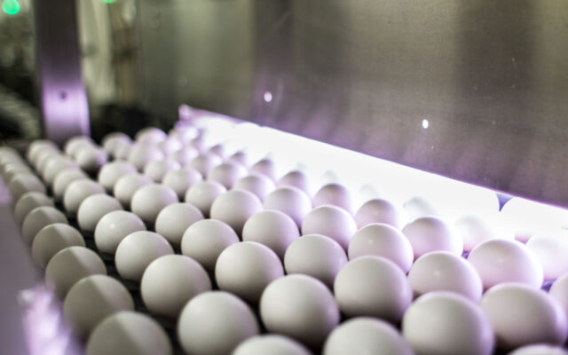 Egg product jpg