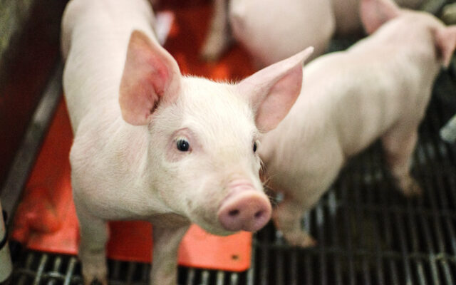 Piglets jpg
