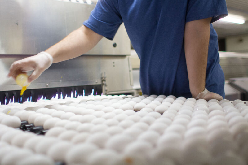 Egg processing jpg
