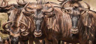 Wildebeest