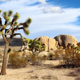 Desert2