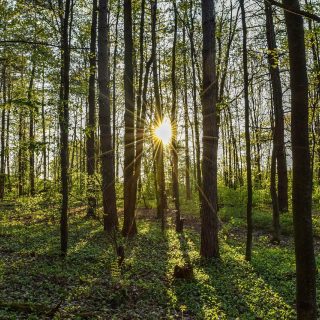 Forest2