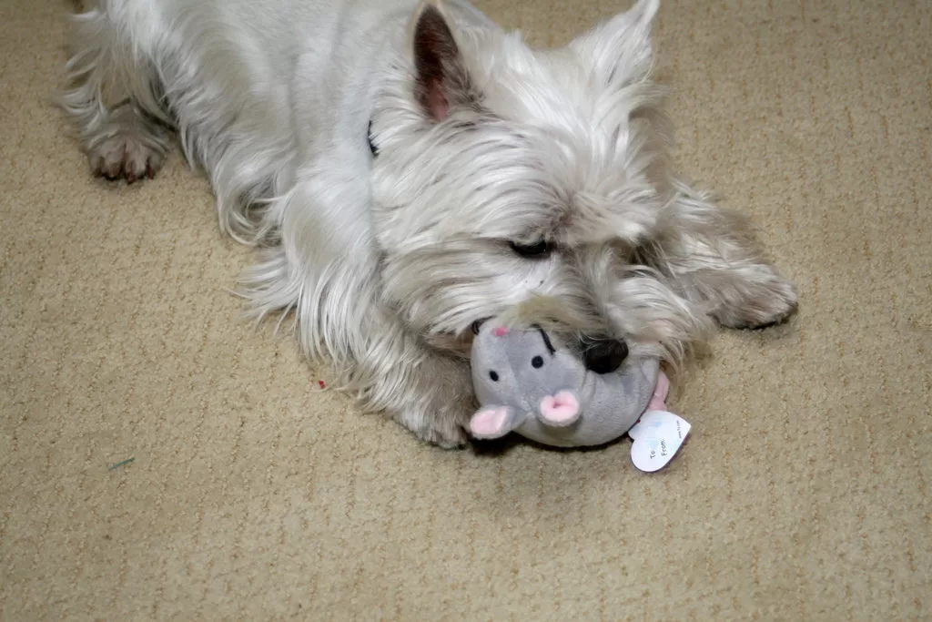 The Best Dog Toys With Squeakers