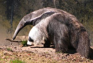 anteater geozoo.org