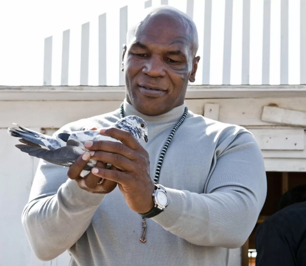 The Bizarre and True Story of Mike Tyson and his Pet Pigeons - GeoZoo.org