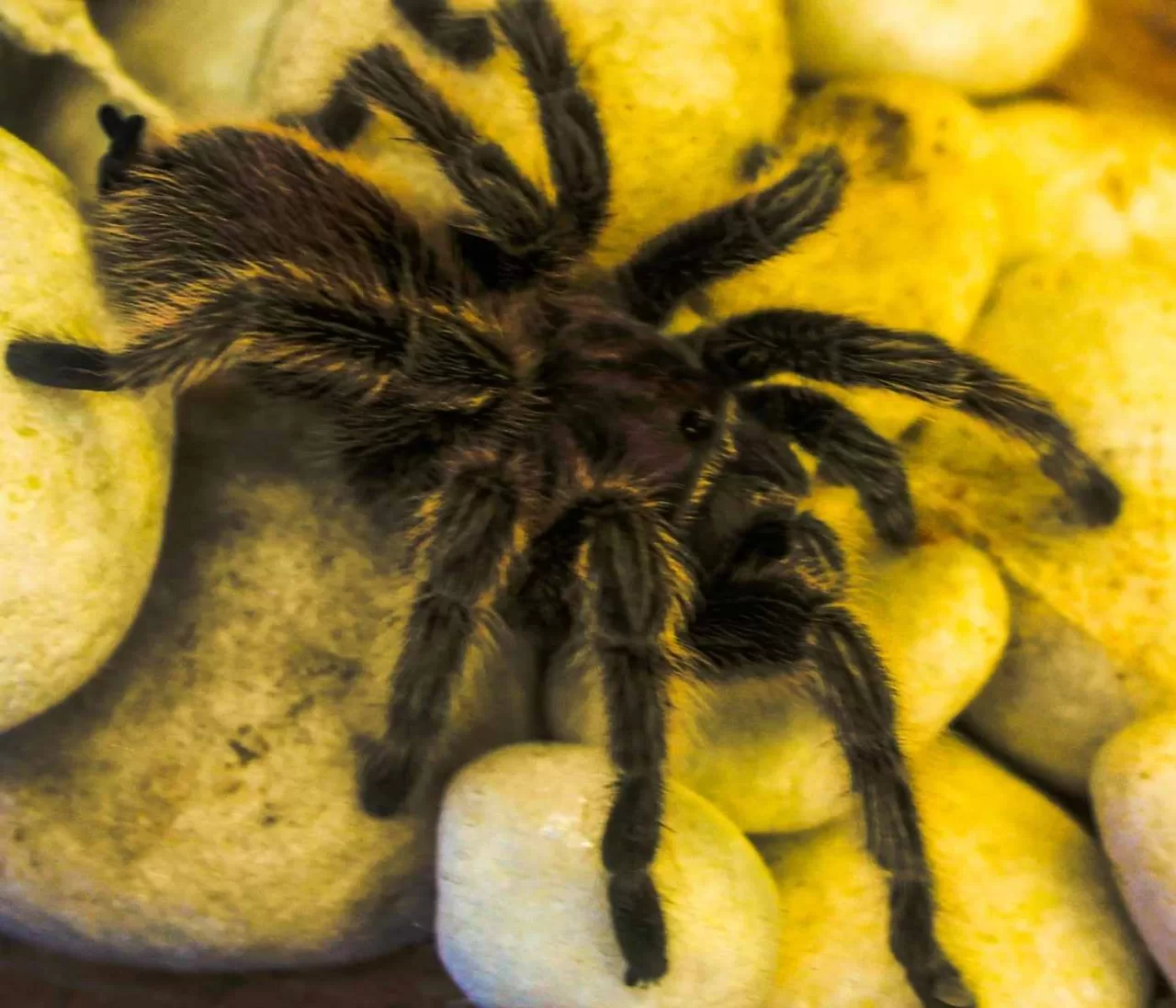 Tarantula Cribs Which Tarantula Enclosure is Best For You?