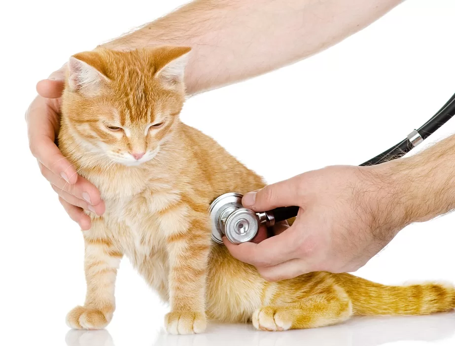 7 FAQs For FirstTime Kitten Owners