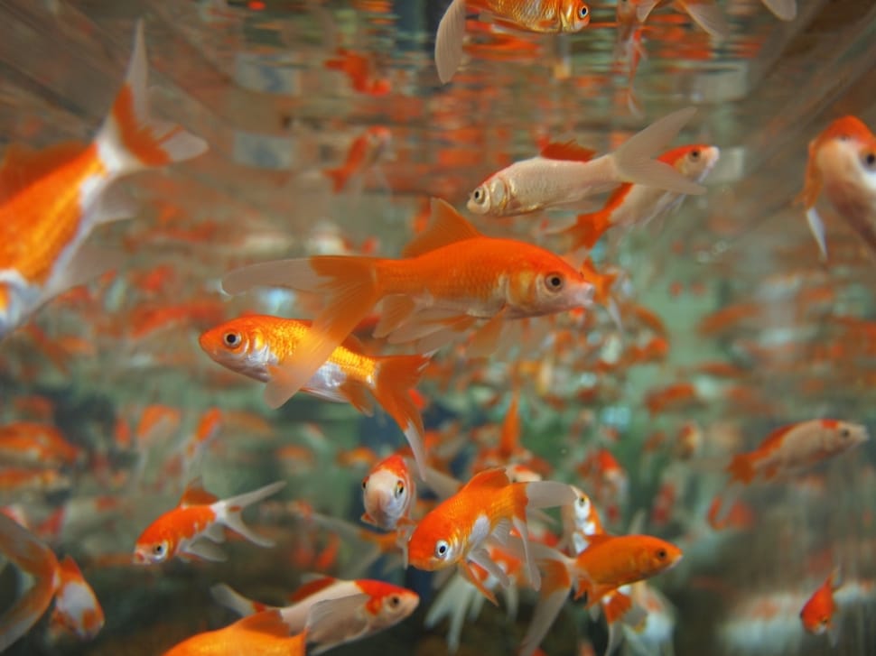 feeder fish