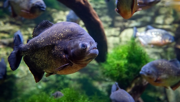 A photograph of a school of piranhas in their natural habitat, known for their carnivorous diet, including what do pet piranhas eat