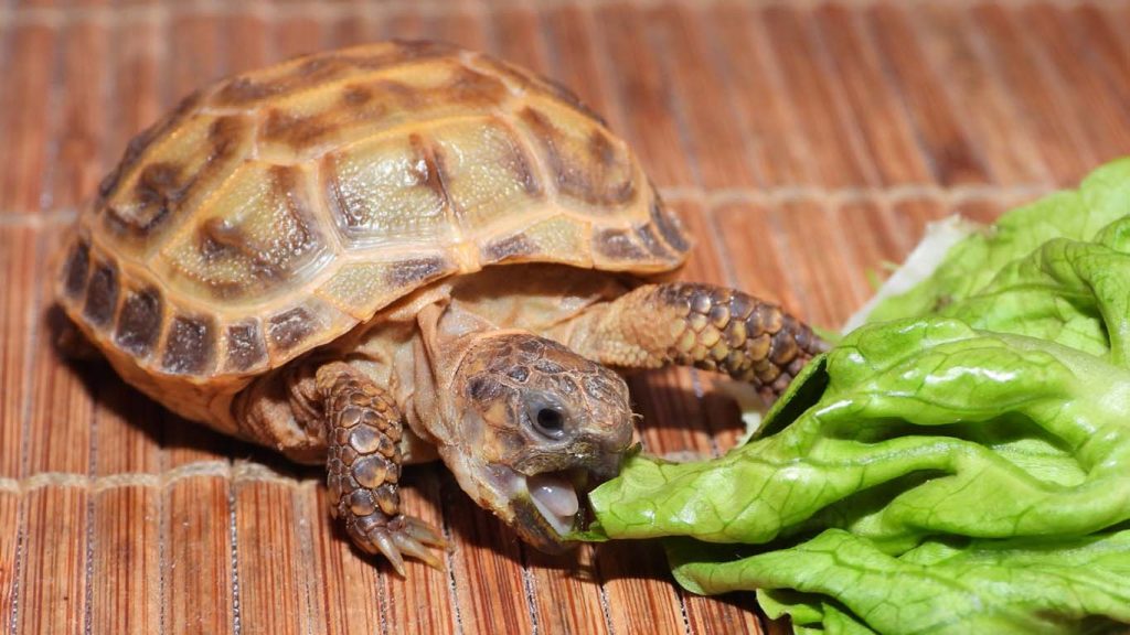Pet Turtle vs Pet Tortoise Pros, Cons and Comparison Guide