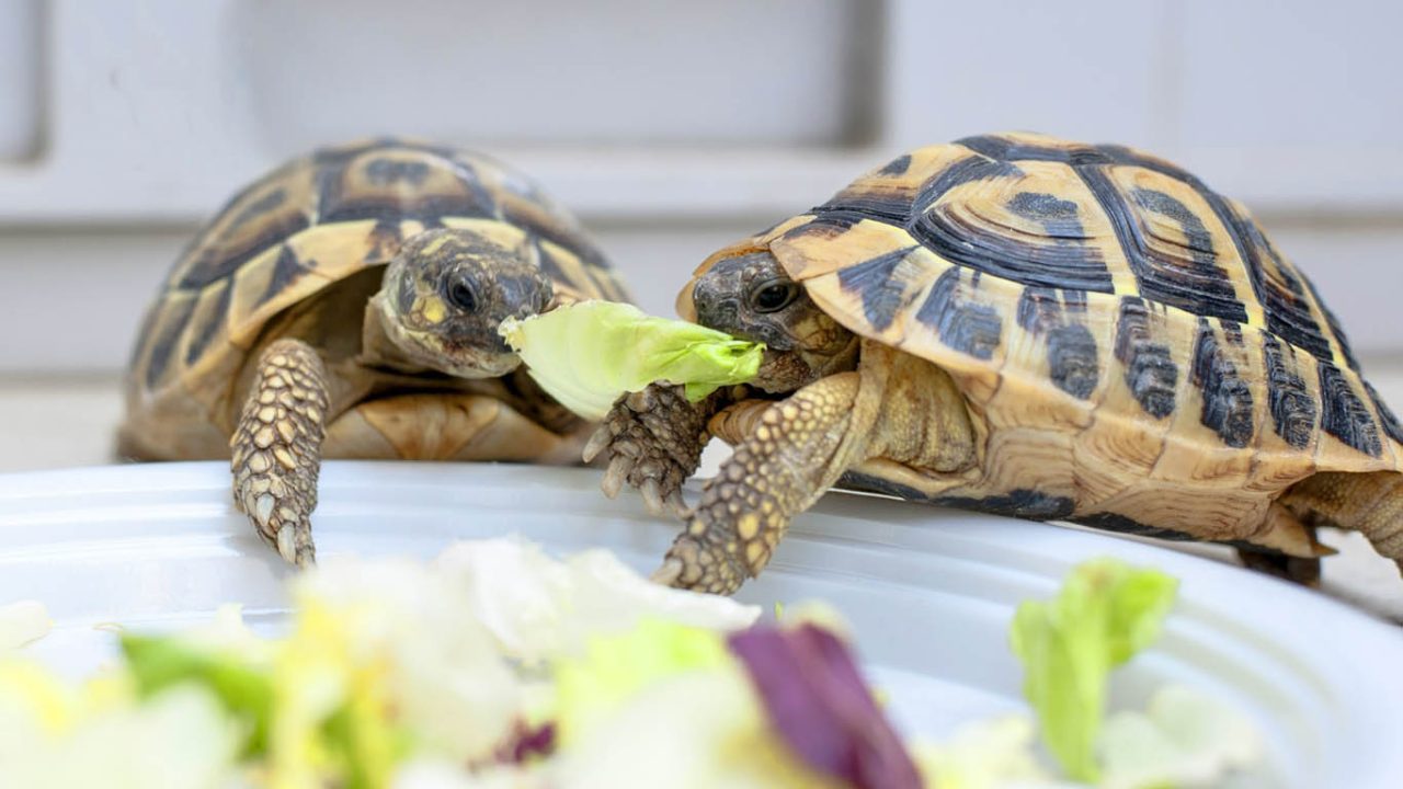 Pet Turtle vs Pet Tortoise Pros, Cons and Comparison Guide