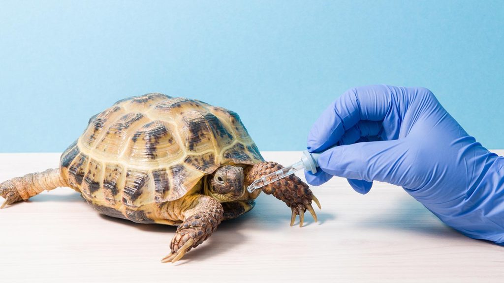Discovering the Costs How Much is a Pet Tortoise?