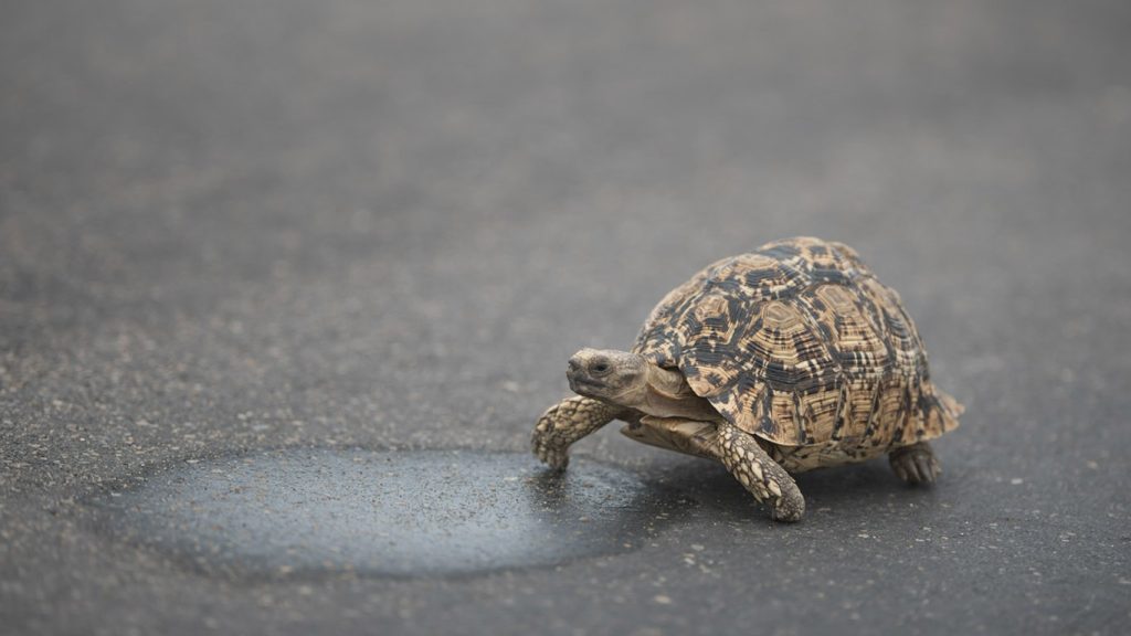Discovering the Costs How Much is a Pet Tortoise?