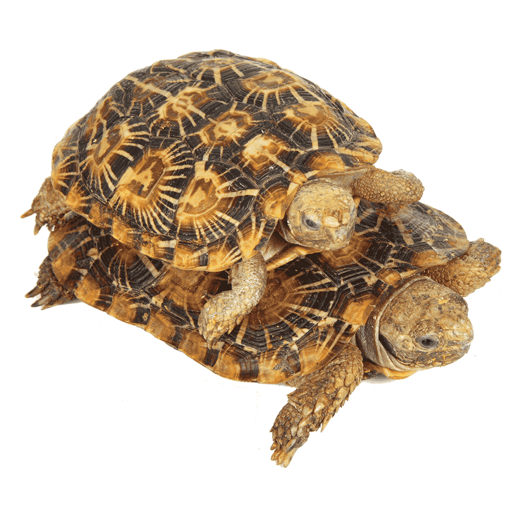 Complete Guide to Red Foot Tortoise Care Tips and Tricks