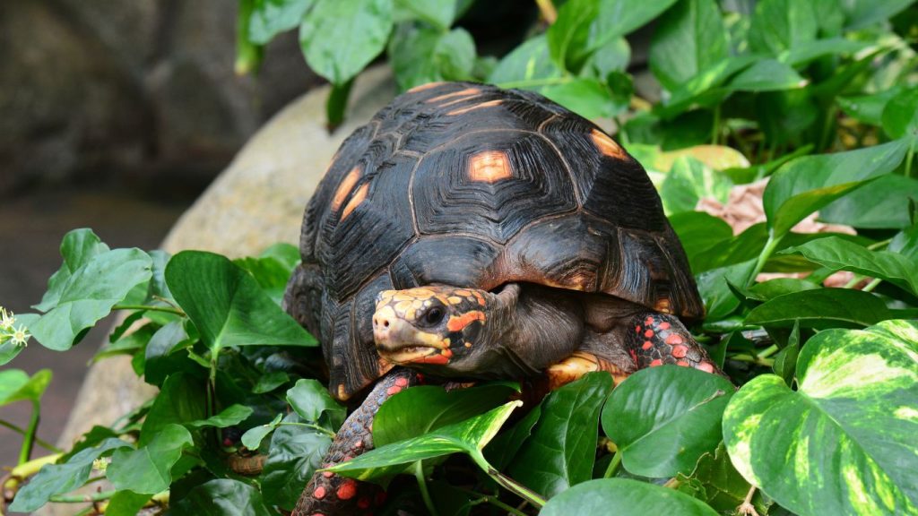 Red Foot Tortoise Plants Safe & Edible Choices