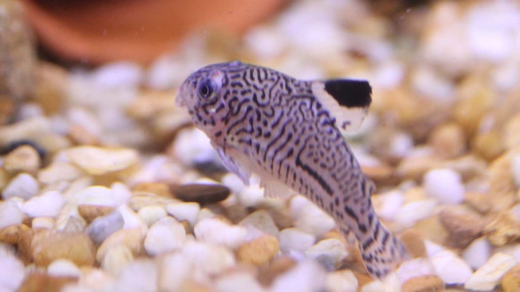 How Big Do Corydoras Get? Corydoras Growth Guide