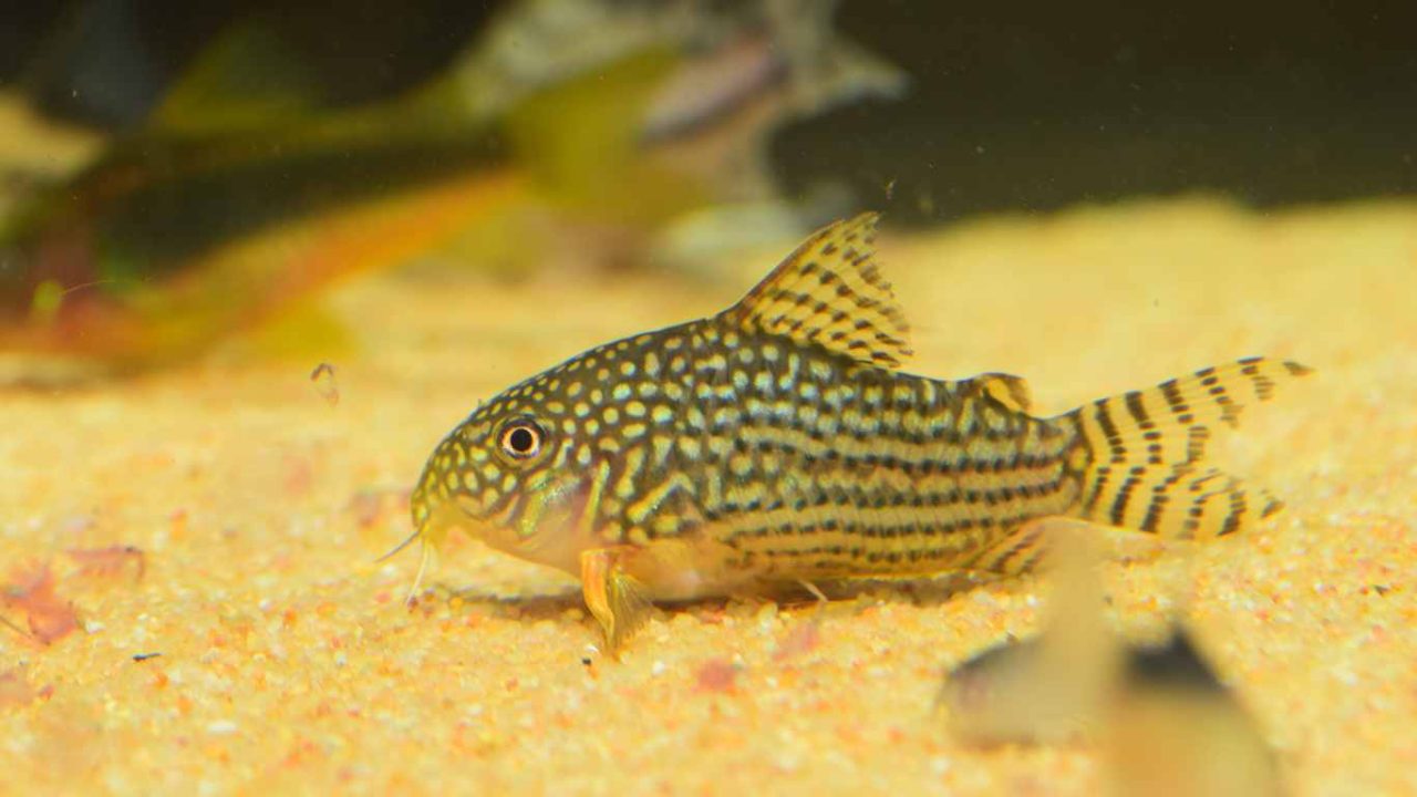 How Big Do Corydoras Get? Corydoras Growth Guide
