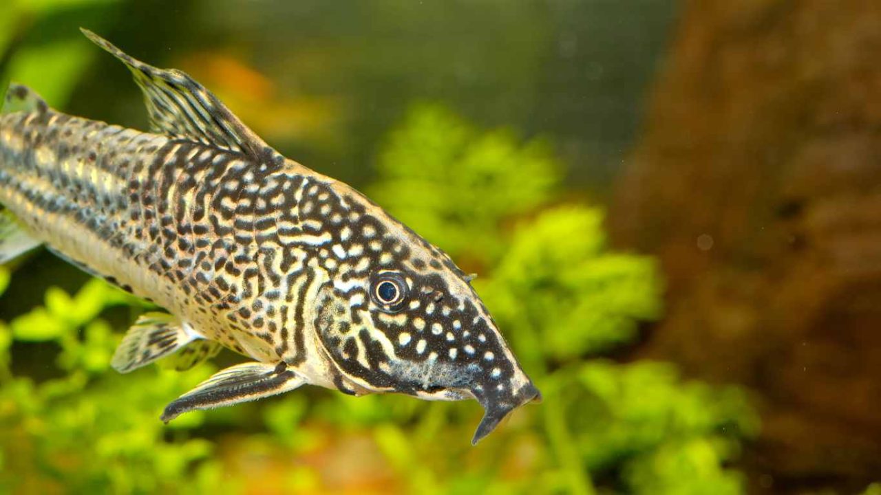 How Big Do Corydoras Get? Corydoras Growth Guide