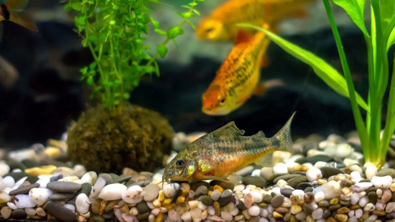 Do Corydoras Eat Algae? A Comprehensive Guide to Cory Catfish Diet