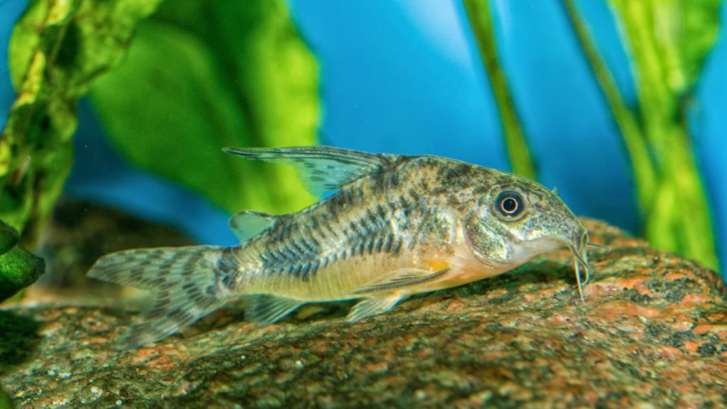 Do Corydoras Eat Algae? A Comprehensive Guide to Cory Catfish Diet