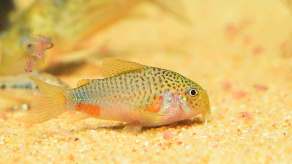 Red Blotch Disease Corydoras Symptoms & Care