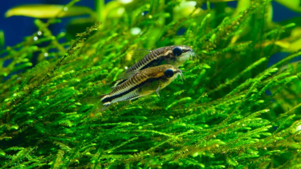 Do Corydoras Eat Algae? A Comprehensive Guide to Cory Catfish Diet