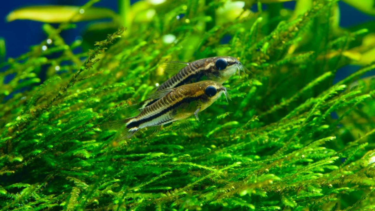 Do Corydoras Eat Algae? A Comprehensive Guide to Cory Catfish Diet