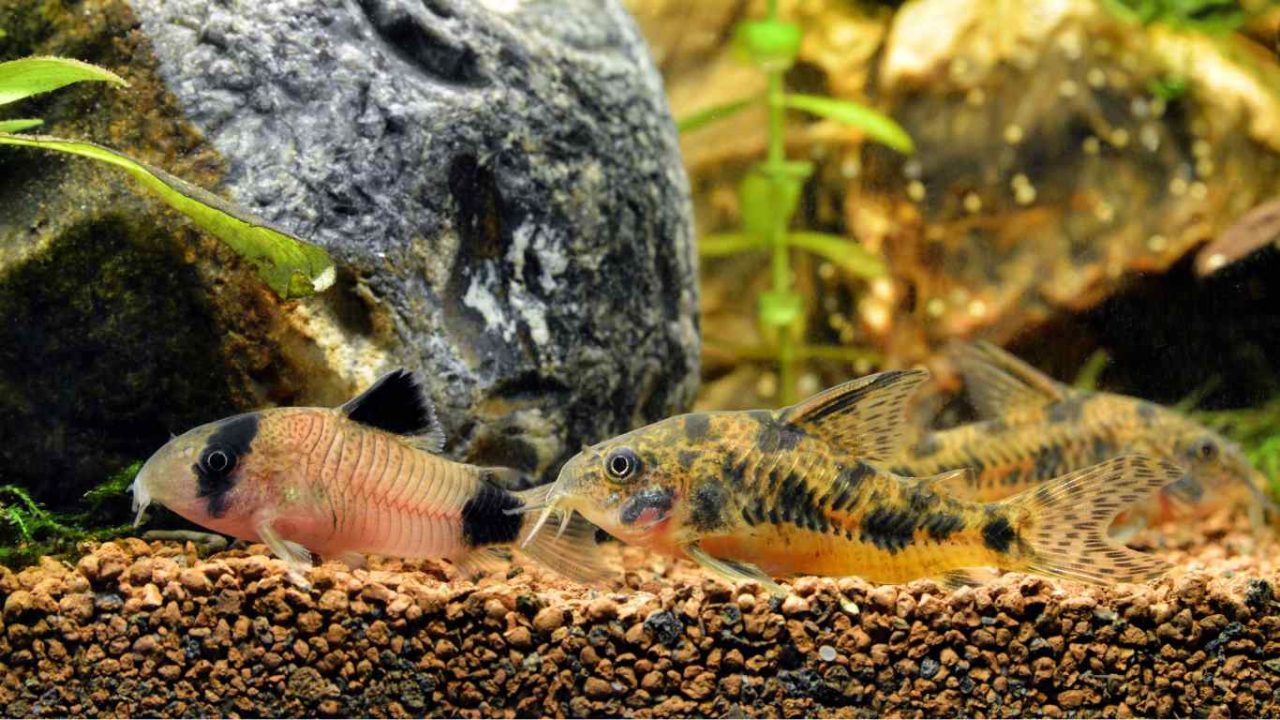 Do Corydoras Eat Algae? A Comprehensive Guide to Cory Catfish Diet