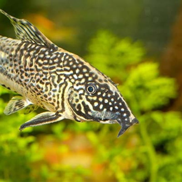 Do Corydoras Eat Algae? A Comprehensive Guide to Cory Catfish Diet