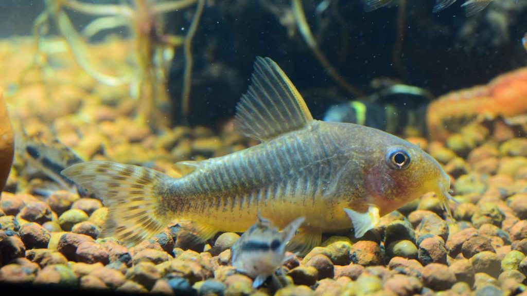 Do Corydoras Eat Algae? A Comprehensive Guide to Cory Catfish Diet