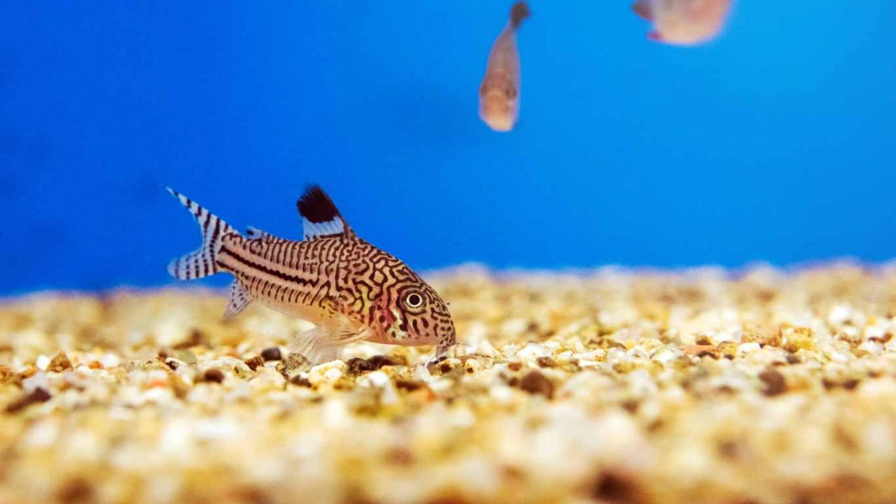 Corydoras Diet Guide What Do Corydoras Eat?
