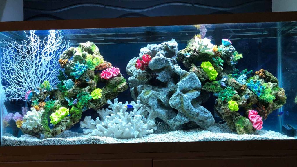 Corydoras Diet Guide What Do Corydoras Eat?