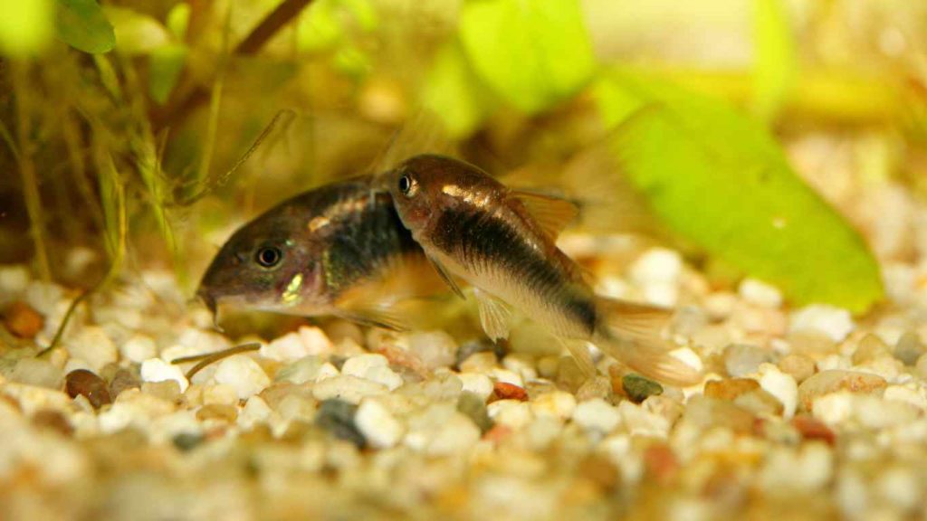 Corydoras Diet Guide What Do Corydoras Eat?
