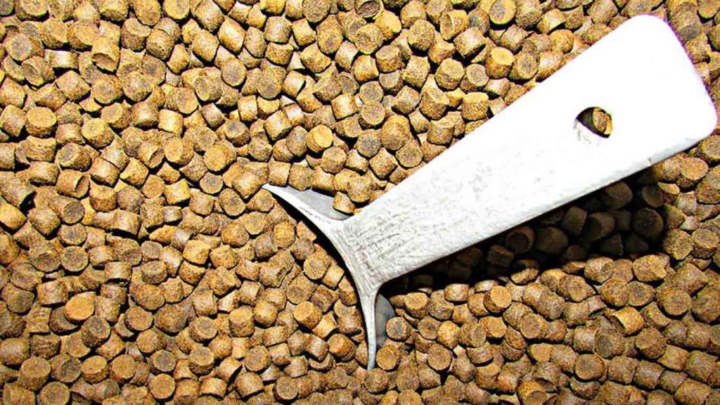 Corydoras Diet Guide What Do Corydoras Eat?