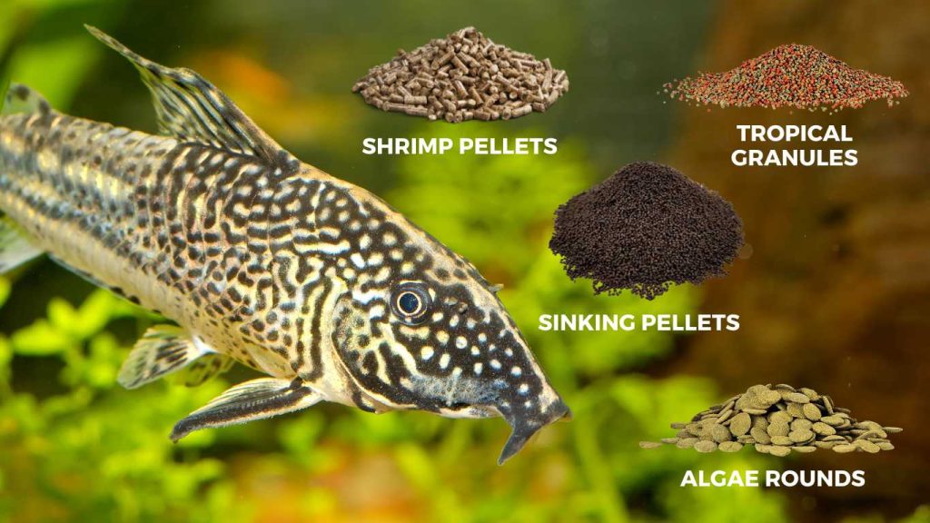 Corydoras Diet Guide What Do Corydoras Eat?