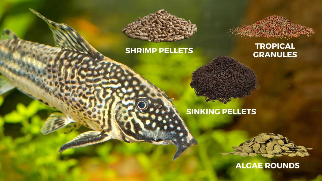 Corydoras Diet Guide What Do Corydoras Eat?