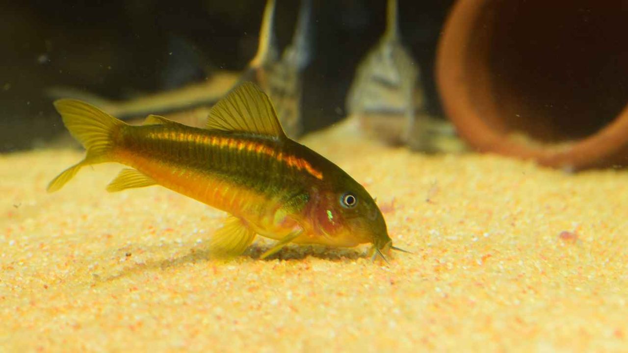 Corydoras Diet Guide What Do Corydoras Eat?
