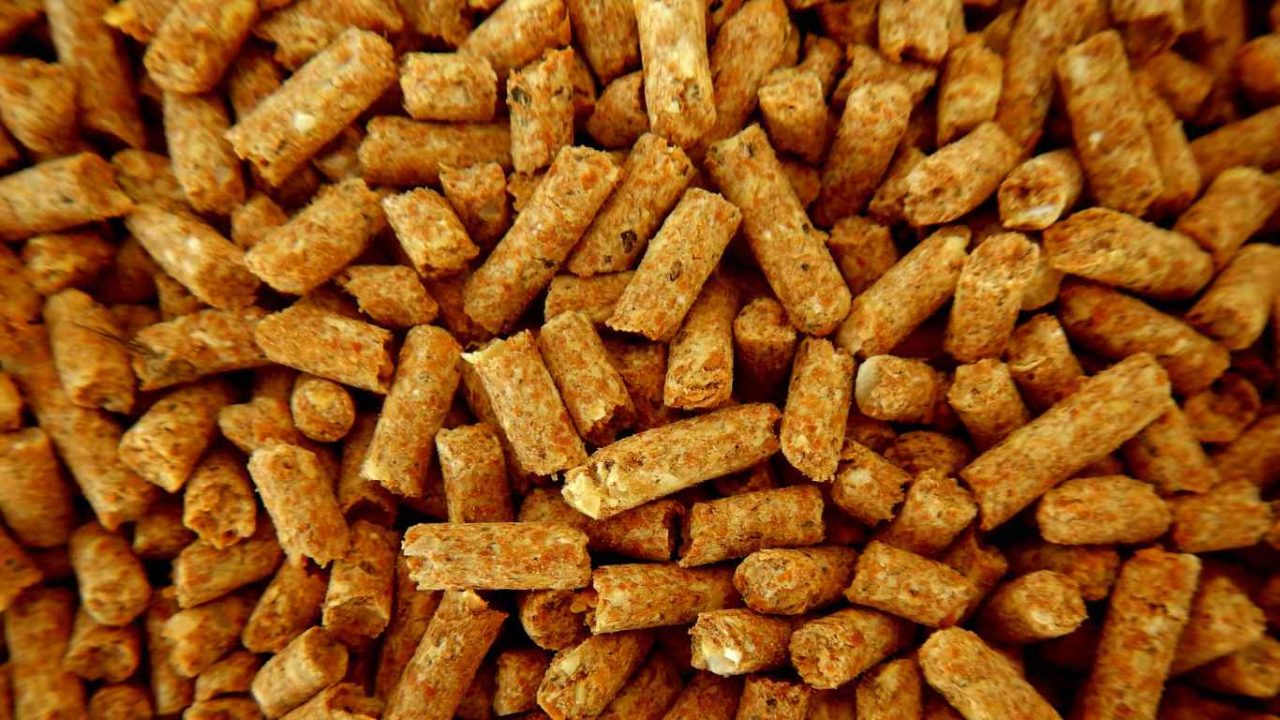 Corydoras Diet Guide What Do Corydoras Eat?