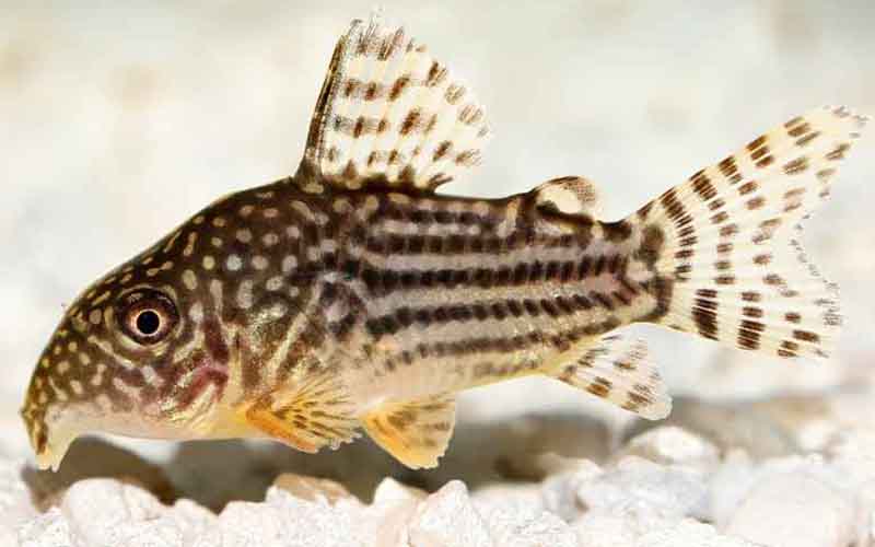 Corydoras Diet Guide What Do Corydoras Eat?