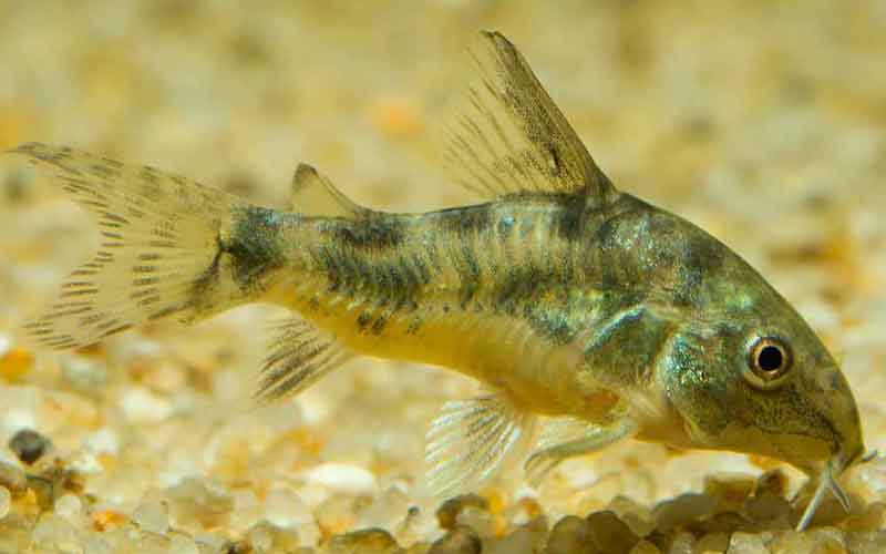 Corydoras Diet Guide What Do Corydoras Eat?