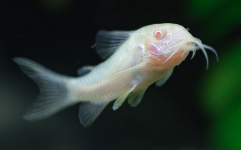 Corydoras Diet Guide What Do Corydoras Eat?
