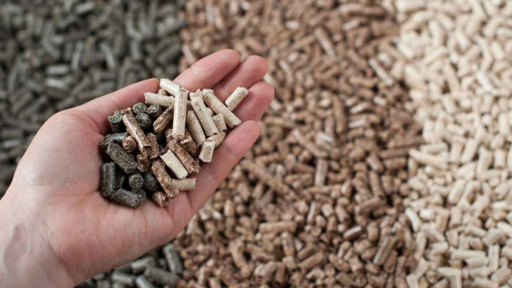 Corydoras Diet Guide What Do Corydoras Eat?