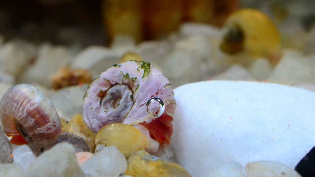 Do Corydoras Eat Snails? Aquatic Diet Facts