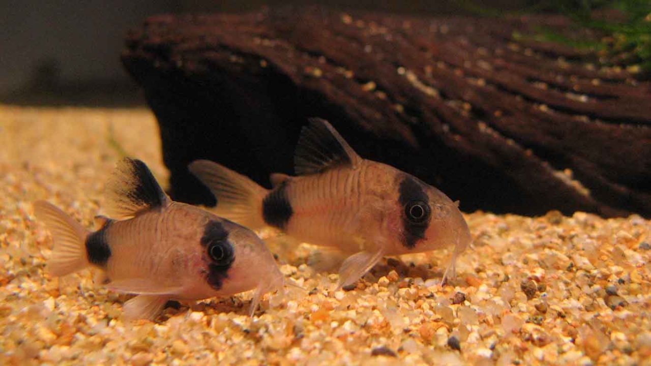 Panda Cory Catfish Care Guide & Habitat Tips