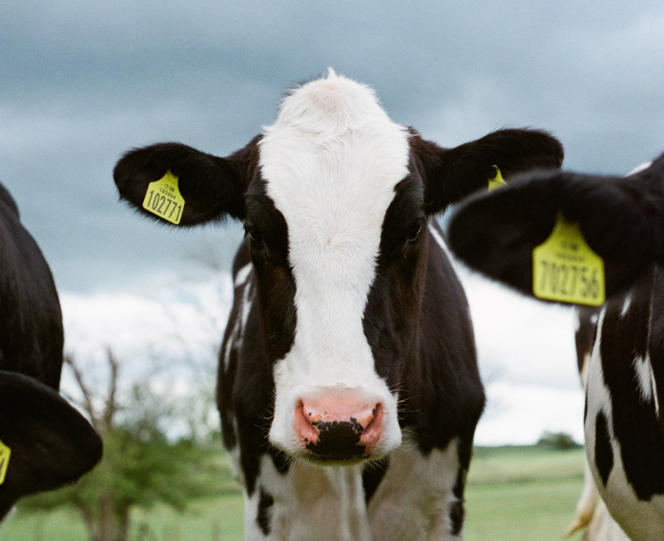 Jakob cotton 7 Q8q WM9n Xo Q unsplash 2x