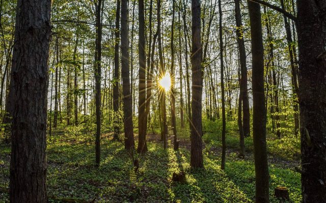 Forest2